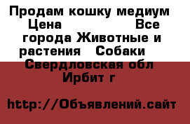 Продам кошку медиум › Цена ­ 6 000 000 - Все города Животные и растения » Собаки   . Свердловская обл.,Ирбит г.